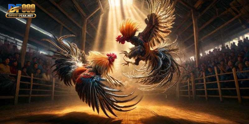 bo-tui-bi-quyet-cuoc-truc-tiep-da-ga-c1-hieu-qua