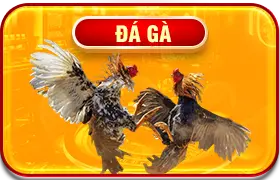 cover đá gà hấp dẫn