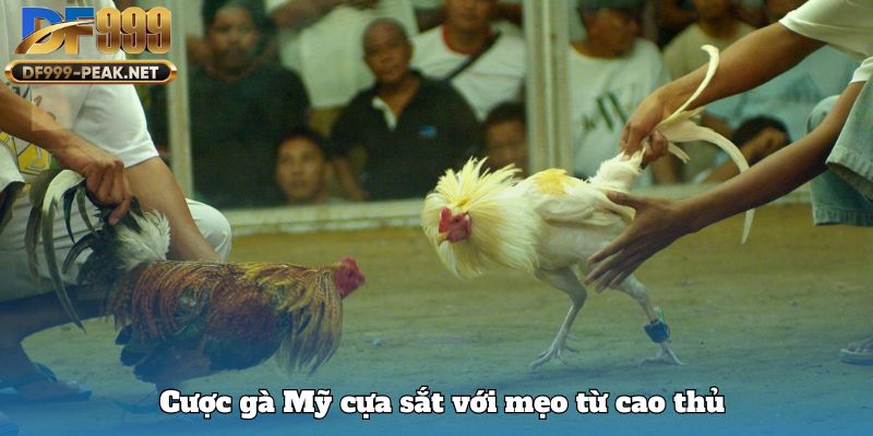 cuoc-ga-my-cua-sat-voi-meo-tu-cao-thu
