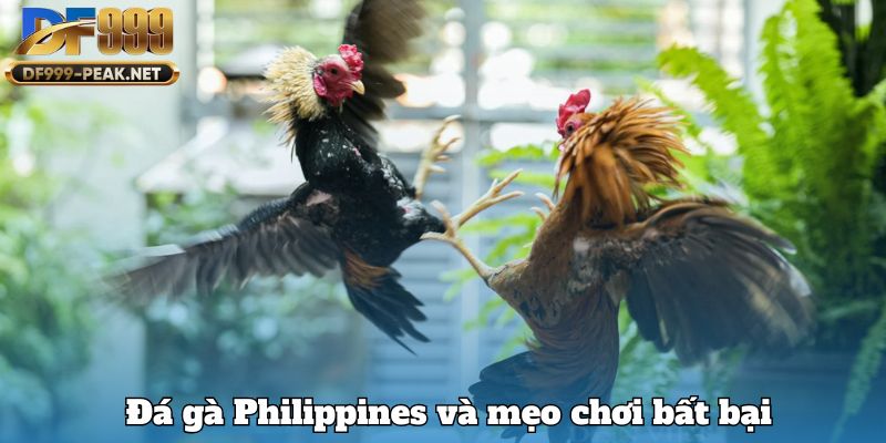 da-ga-philippines-va-meo-choi-bat-bai