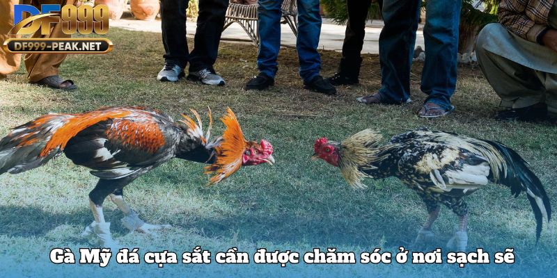 ga-my-da-cua-sat-can-duoc-cham-soc-o-noi-sach-se