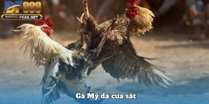 ga my da cua sat